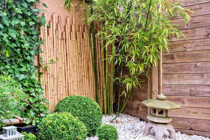 bambu-de-jardim-como-cuidar Bambu de Jardim: Como plantar e cuidar