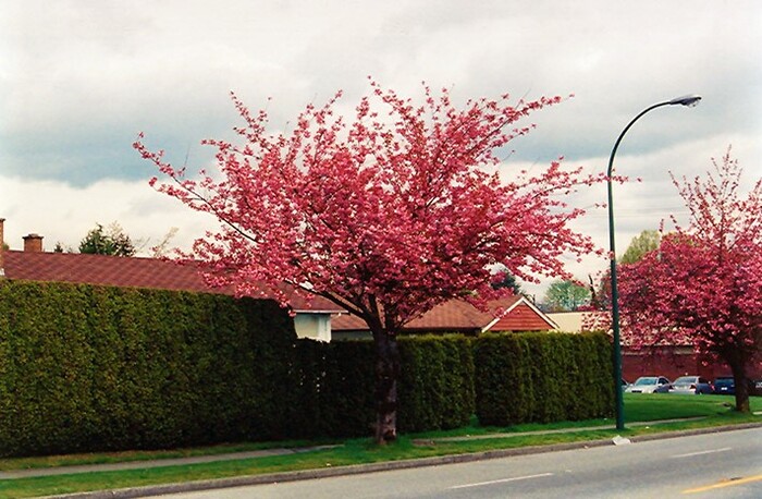 calcada-arvore Árvores para Calçadas: Melhores Espécies, Como Plantar, Fotos