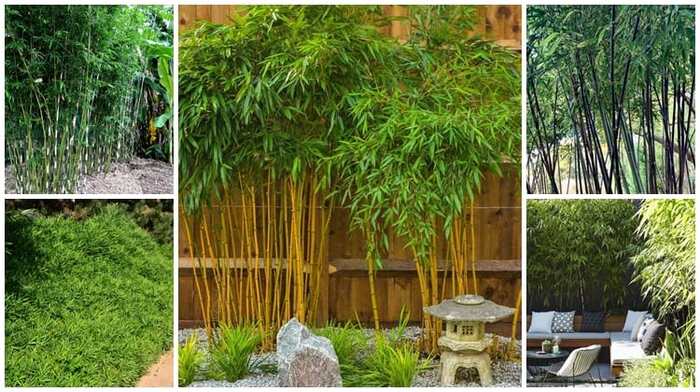 como-cuidar-bambu-de-jardim Bambu de Jardim: Como plantar e cuidar