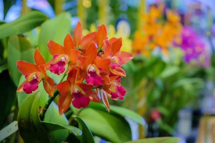 como-cuidar-de-orquideas-laranja Orquídeas: Espécies, Como Cuidar, Fotos