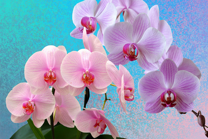 como-cuidar-de-orquideas Orquídeas: Espécies, Como Cuidar, Fotos