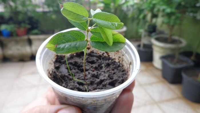 como-cuidar-jabuticabeira Jabuticabeira: Como plantar e cuidar