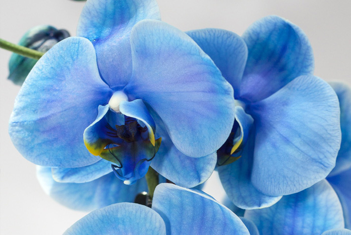 como-cultivar-orquideas Orquídeas: Espécies, Como Cuidar, Fotos