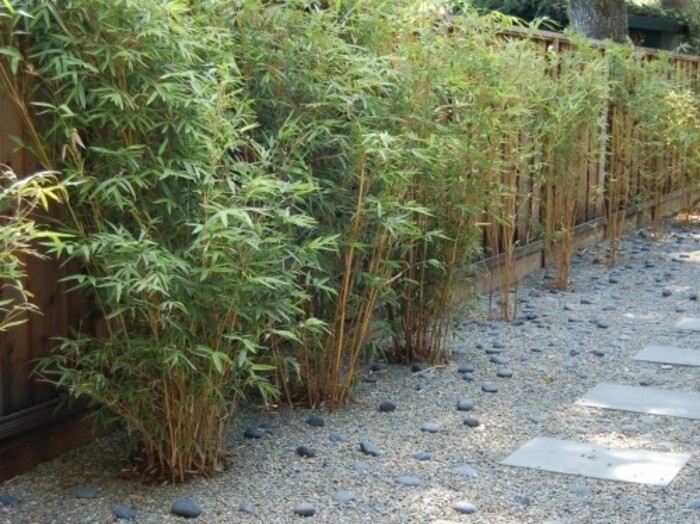 cuidados-bambu-de-jardim Bambu de Jardim: Como plantar e cuidar