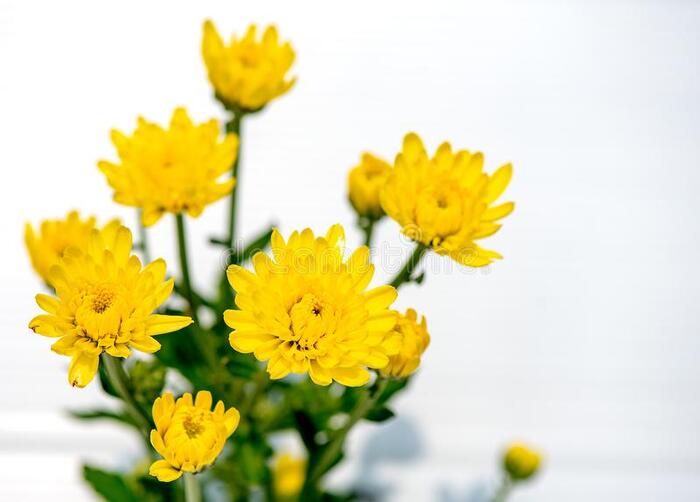 flor-amarela-nome Flores Amarelas: Tipos, Nomes, Fotos