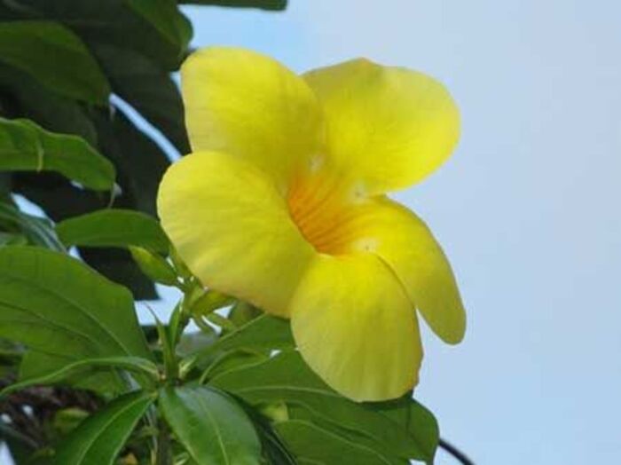 flor-amarela-tipo Flores Amarelas: Tipos, Nomes, Fotos