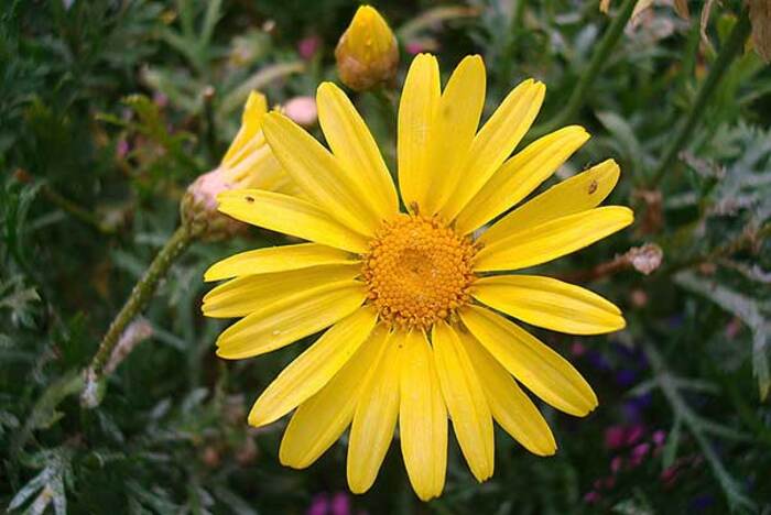 flor-amarela-tipos Flores Amarelas: Tipos, Nomes, Fotos
