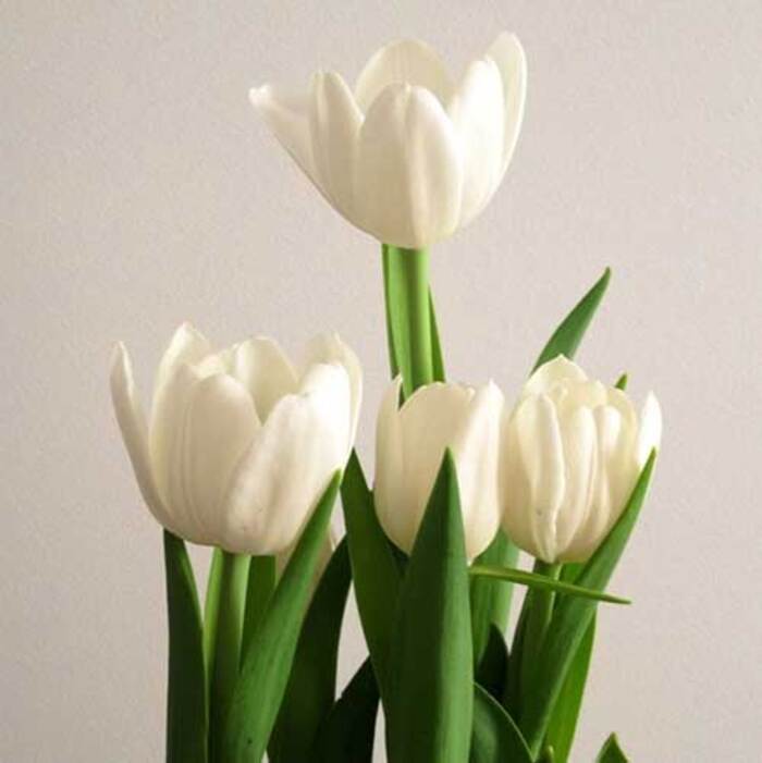 flor-branca-foto Flores Brancas: Tipos, Nomes, Fotos