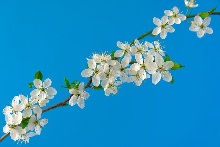flor-branca-nome Flores Brancas: Tipos, Nomes, Fotos