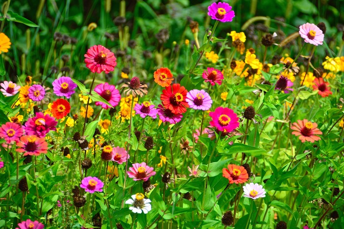 flor-jardim Flores para Jardim: Quais Melhores para Plantar?