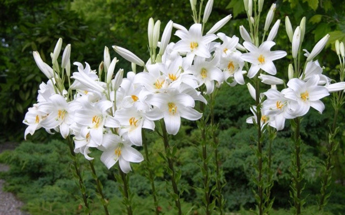 flores-brancas-nomes Flores Brancas: Tipos, Nomes, Fotos