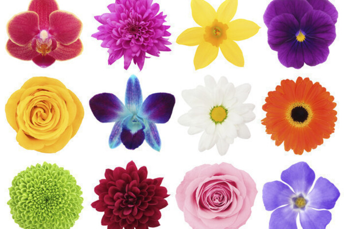 flores-nomes Flores: Tipos, Nomes e Fotos