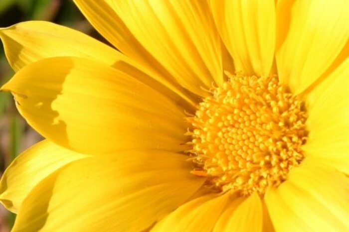 foto-flor-amarela Flores Amarelas: Tipos, Nomes, Fotos
