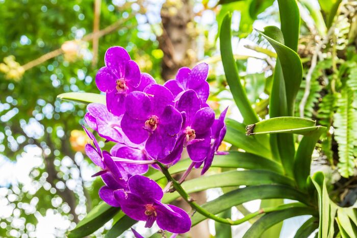 foto-orquidea Orquídeas: Espécies, Como Cuidar, Fotos