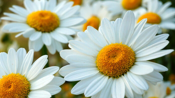 fotos-de-flores Flores: Tipos, Nomes e Fotos
