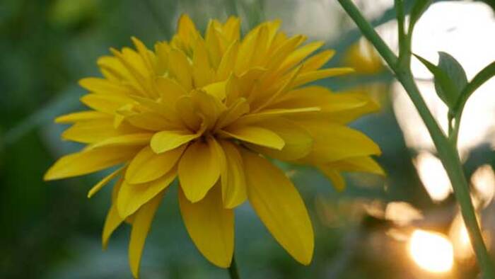 fotos-flor-amarela Flores Amarelas: Tipos, Nomes, Fotos