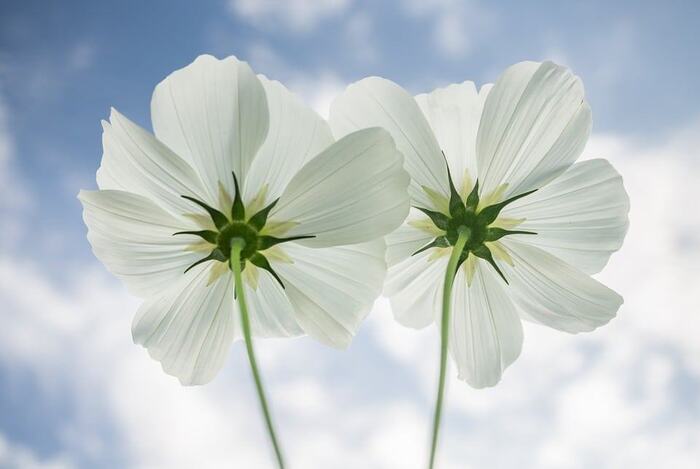 fotos-flores-brancas Flores Brancas: Tipos, Nomes, Fotos