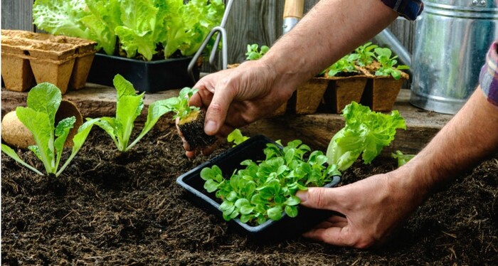 horta-pequena Horta Pequena: Como Criar a Sua, O que plantar, Hortaliças