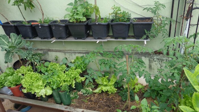 hortalica-horta-pequena Horta Pequena: Como Criar a Sua, O que plantar, Hortaliças