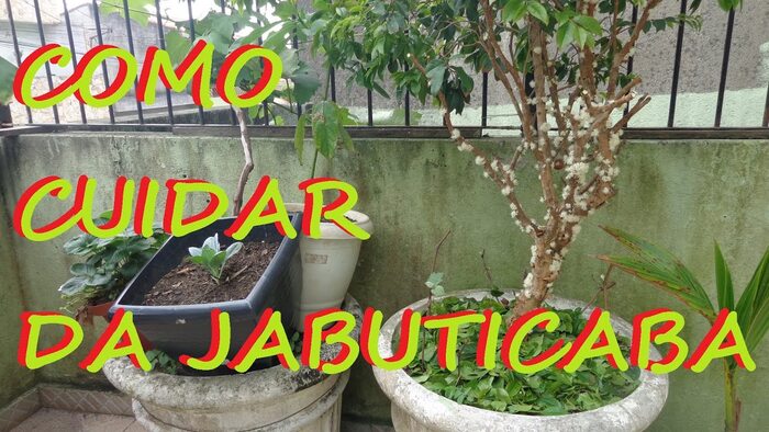 jabuticabeira-cuidados Jabuticabeira: Como plantar e cuidar