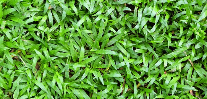 melhores-tipos-grama Grama para Jardim: Tipos, Nomes e Preços