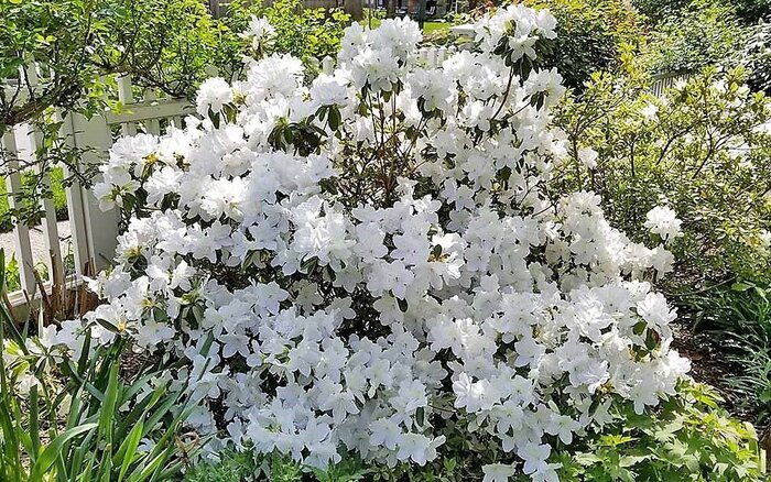 nome-flor-branca Flores Brancas: Tipos, Nomes, Fotos