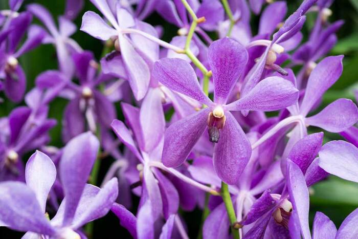 orquidea-foto Orquídeas: Espécies, Como Cuidar, Fotos