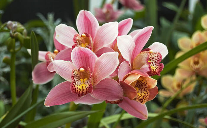 orquideas-como-cuidar Orquídeas: Espécies, Como Cuidar, Fotos