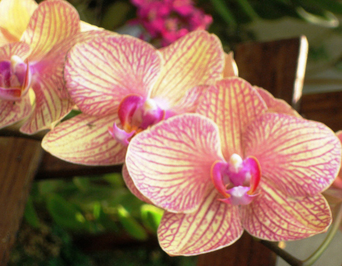 orquideas-especies Orquídeas: Espécies, Como Cuidar, Fotos