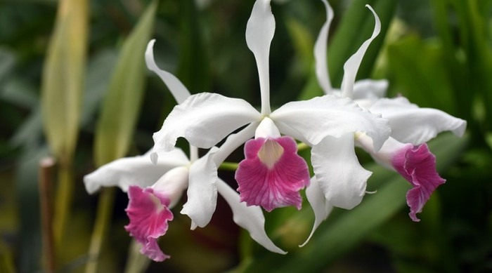 orquideas-fotos Orquídeas: Espécies, Como Cuidar, Fotos