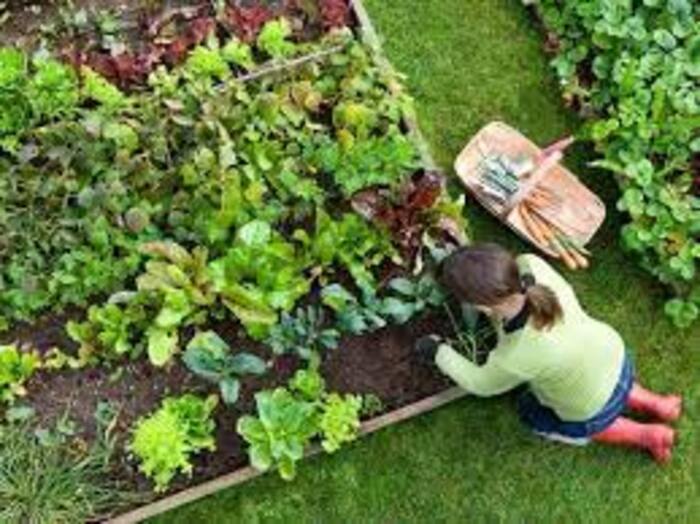pequena-horta Horta Pequena: Como Criar a Sua, O que plantar, Hortaliças