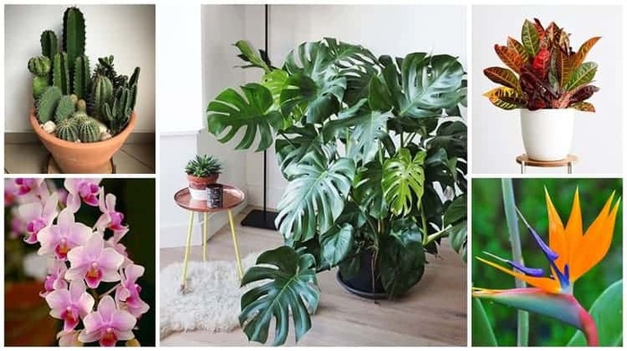 plantas-ornamentais Plantas Ornamentais: Espécies para Interiores, Fotos