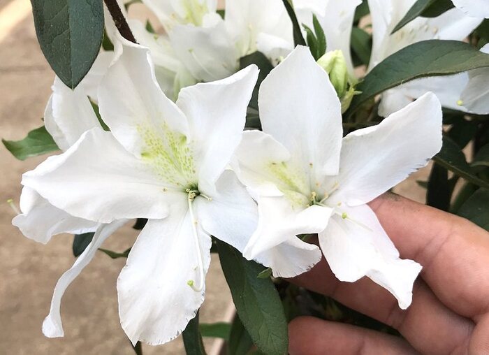 tipos-flores-brancas Flores Brancas: Tipos, Nomes, Fotos