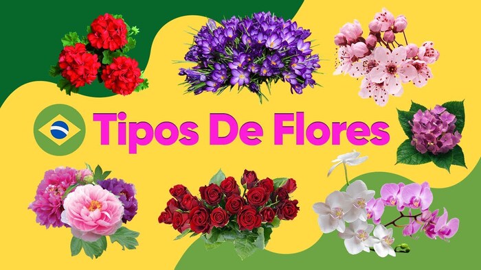 tipos-flores Flores: Tipos, Nomes e Fotos