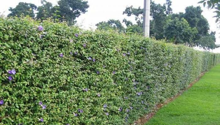 cerca-viva-era Plantas para Cerca viva: Como Fazer uma cerca com plantas
