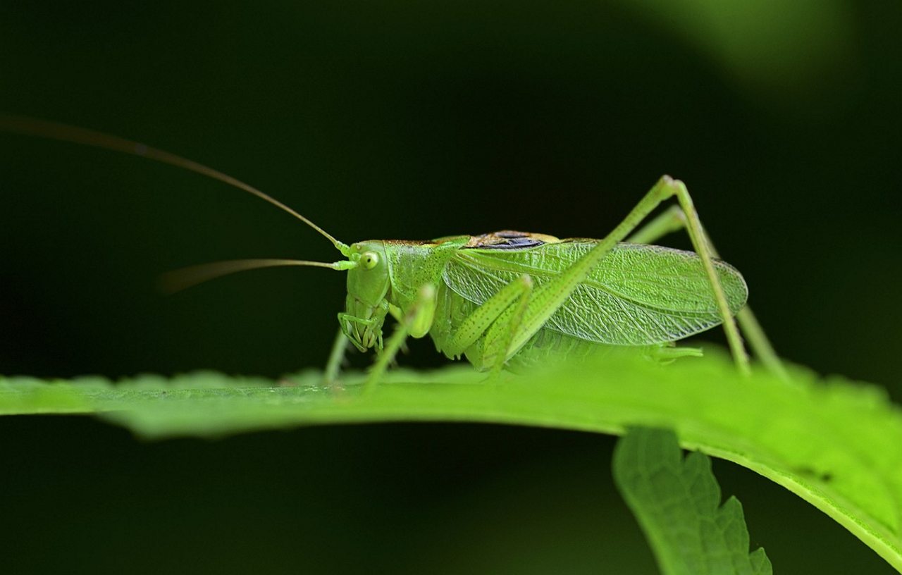 atrair-insetos-beneficos-jardim 7 Dicas para Atrair Insetos Benéficos para o Jardim