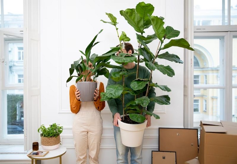 como-transportar-vasos-plantas-mudanca Como Transportar Vasos e Plantas em uma Mudança Residencial