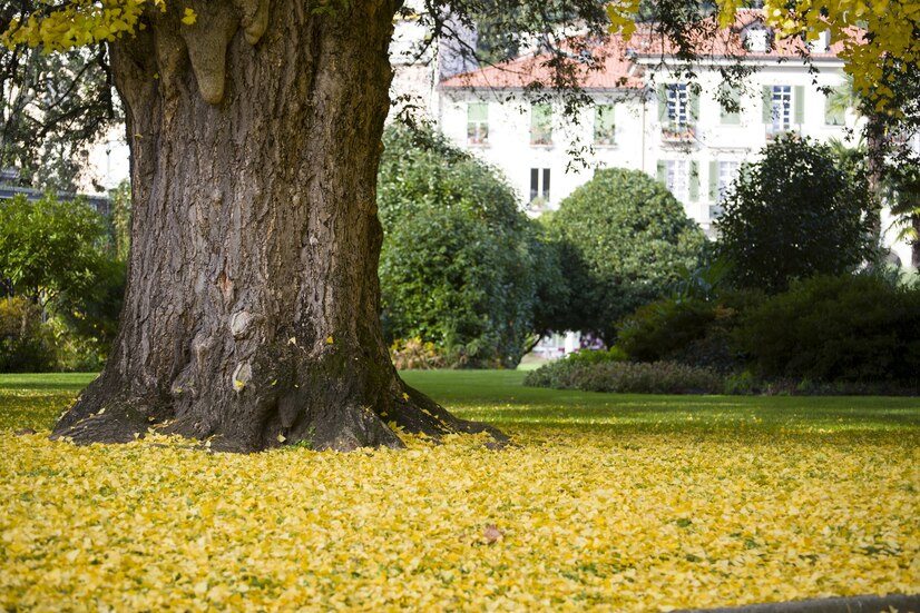 arvores Quais São As 10 Melhores Árvores Para Jardim