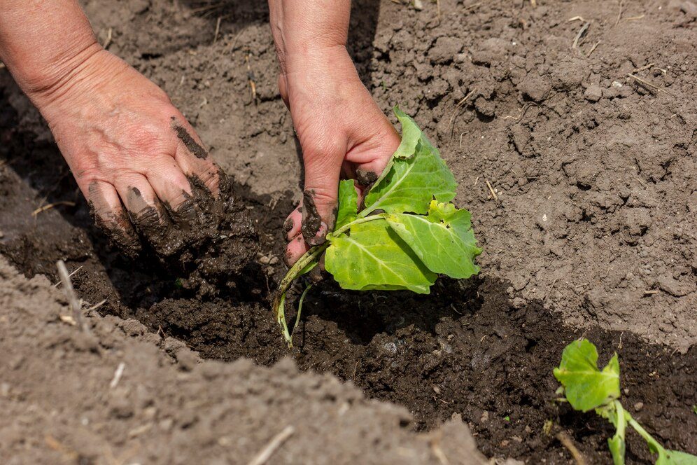 como-plantar-mandioca Como Plantar Mandioca?