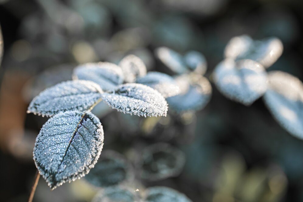 jardim-de-inverno 50 flores e plantas para jardim de inverno